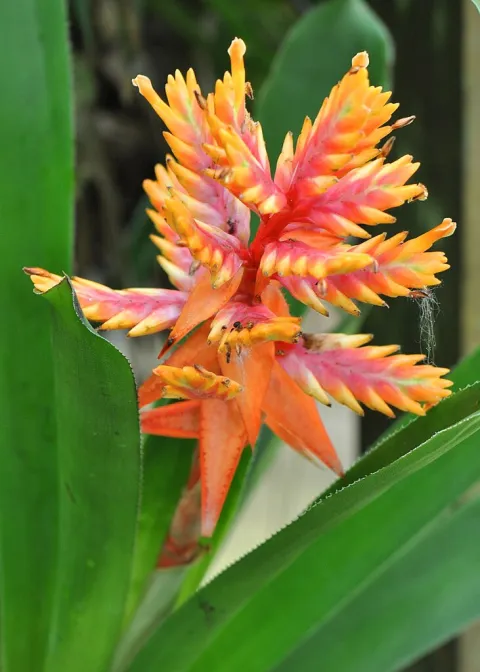 Aechmea en fleur