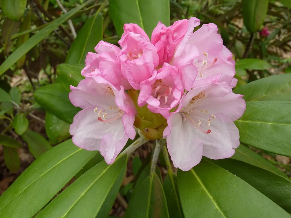 Flor cor-de-rosa Rhododendron yakushimanum