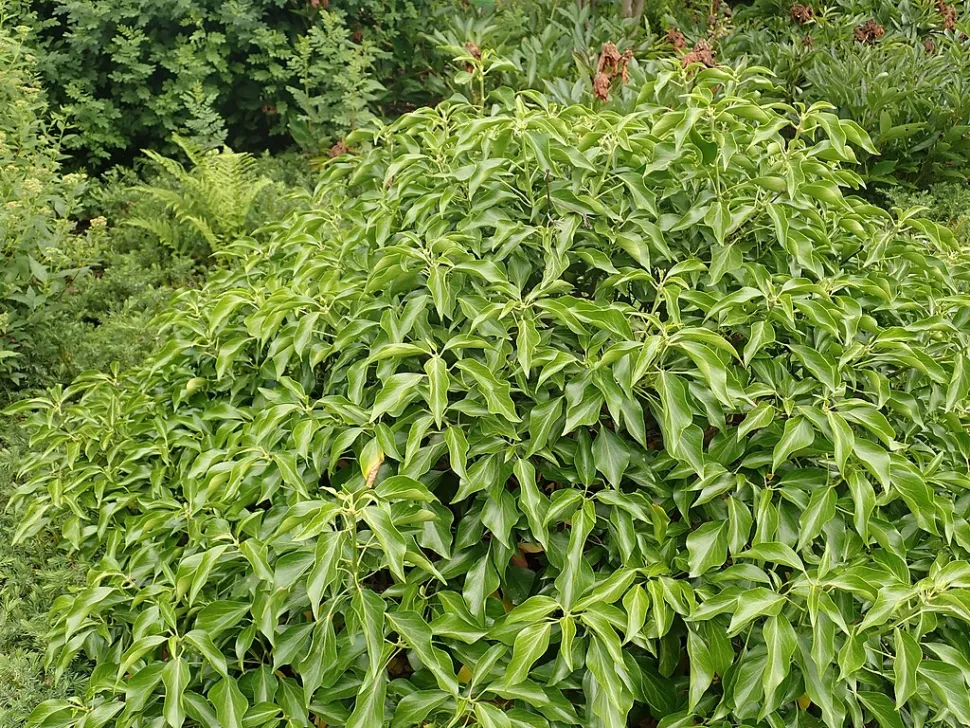 Hiedra arbustiva Hedera 'Arborescens