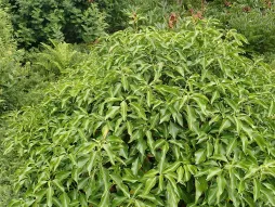 Hiedra arbustiva Hedera 'Arborescens