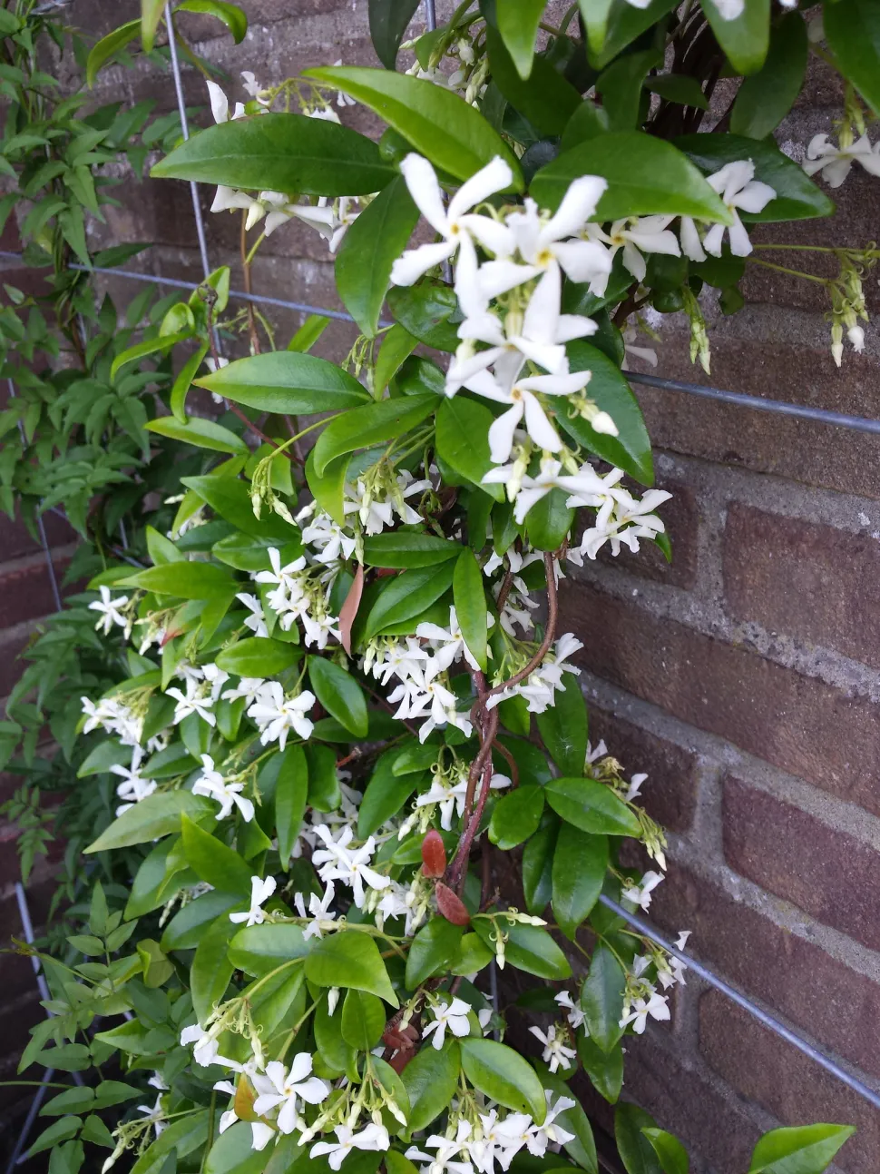 Klatrende stjernejasmin