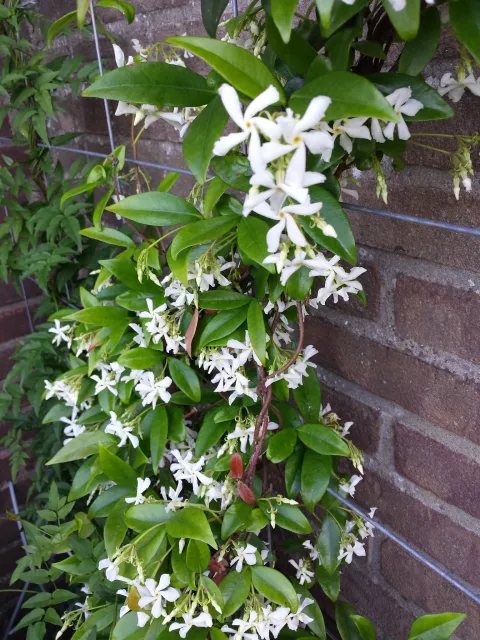 Klatrende stjernejasmin