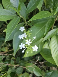 Fleurs blanches Plumbago zeylanica
