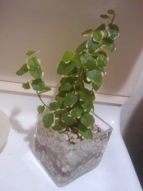 Dwarf fig tree in pot
