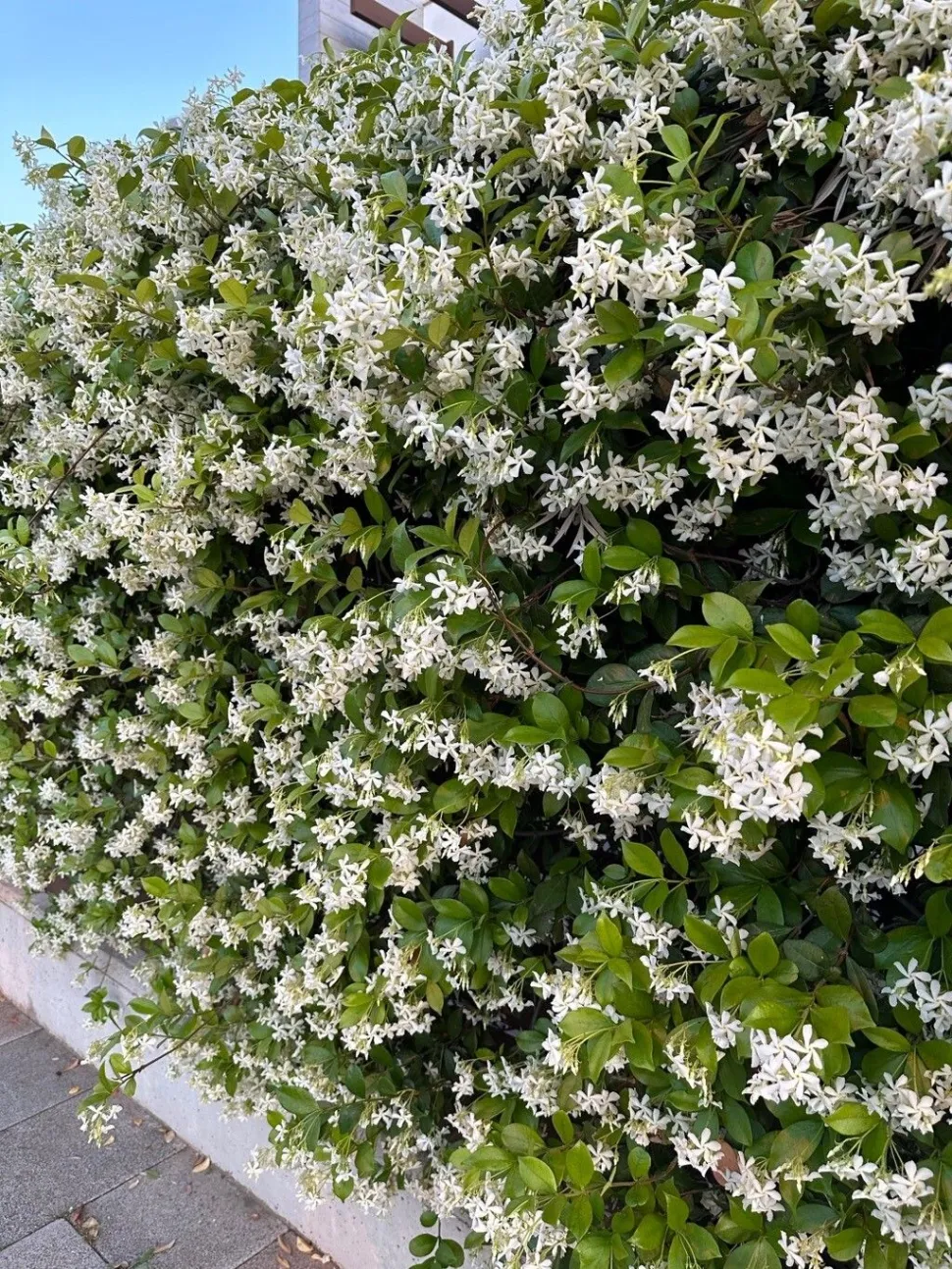 Jasmin 'Star of Venice' in Blüte