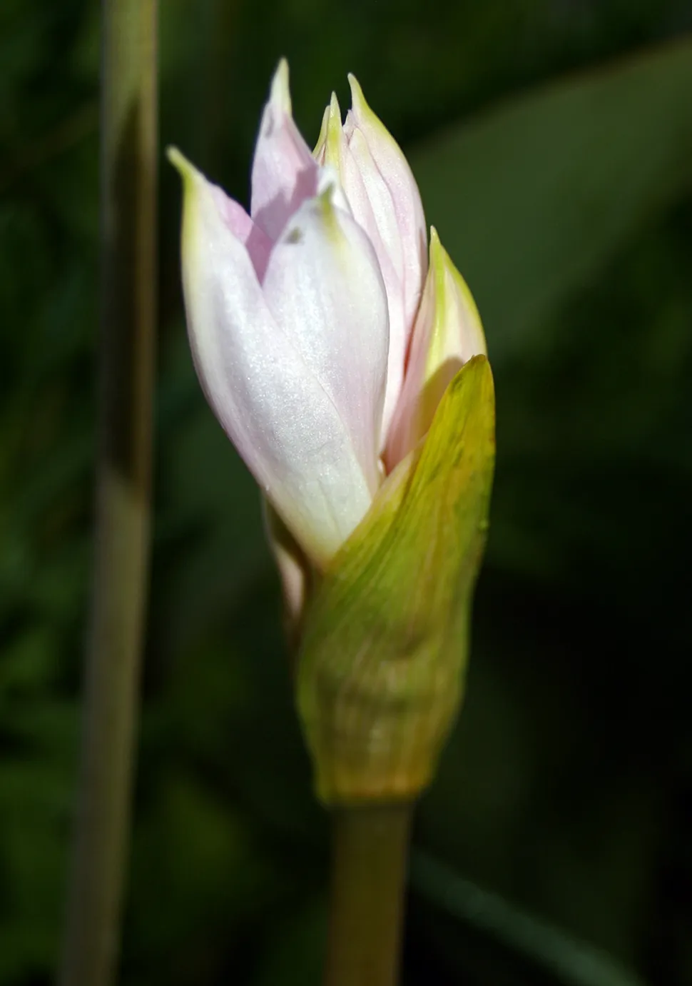 Amaryllis belladonna-blomst