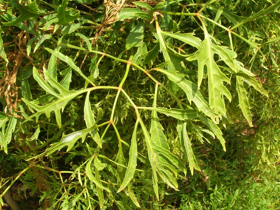 Bladeren Polyscias fruticoas