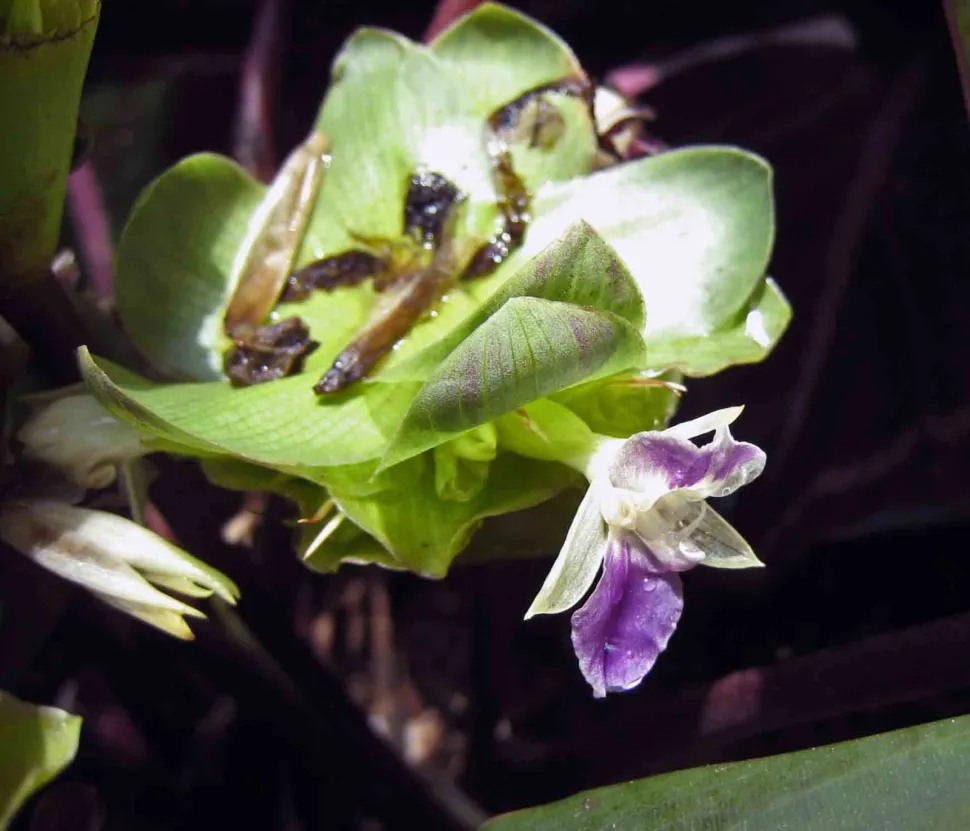 Blomster af Calathea 'Dottie'