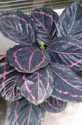 Calathea rosa y negra 'Dottie