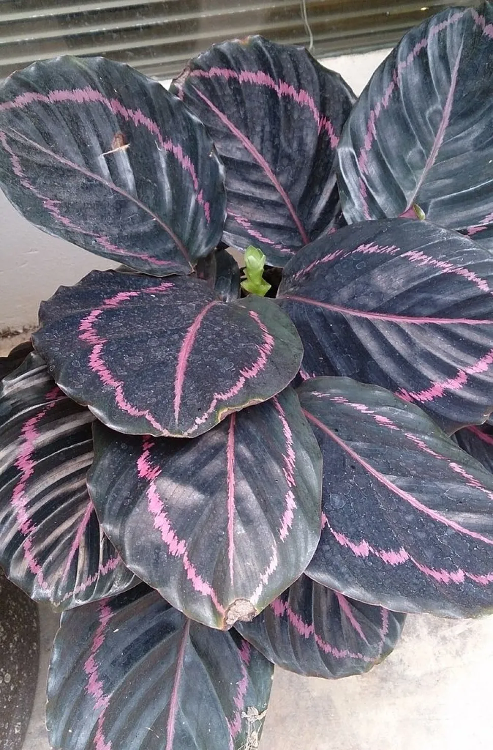 Calathea roze en zwart 'Dottie