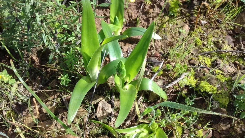Fogliame di Ornithogalum thyrsoides
