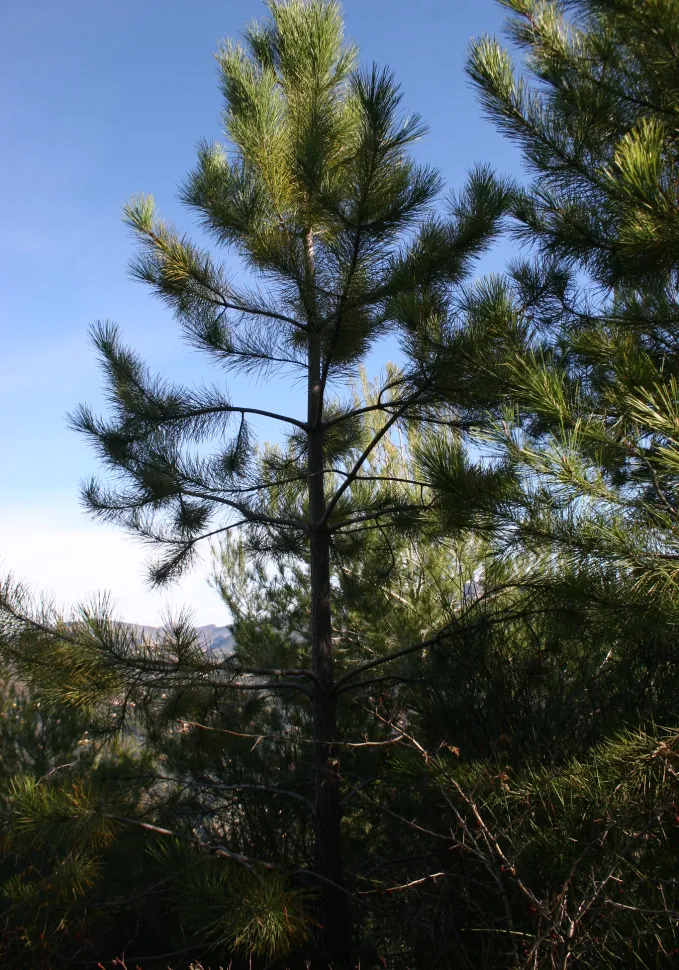 Black pine in the ground