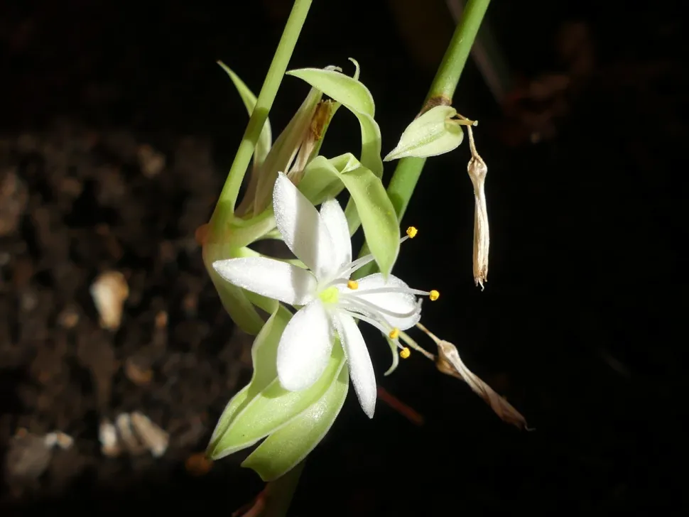 Blomst af Chlorophytum comosum