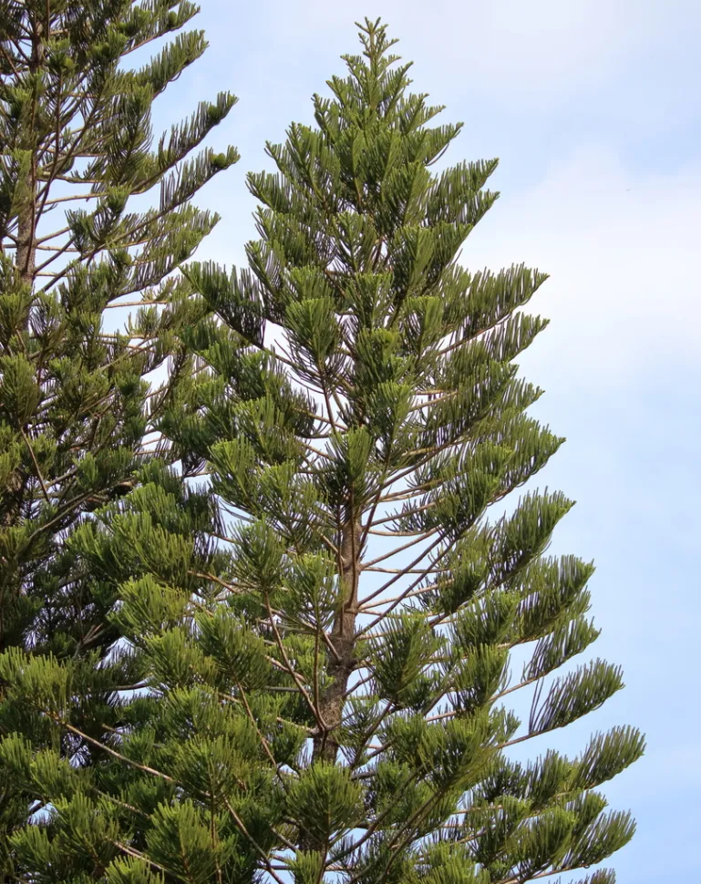 Araucaria columnaris in de grond