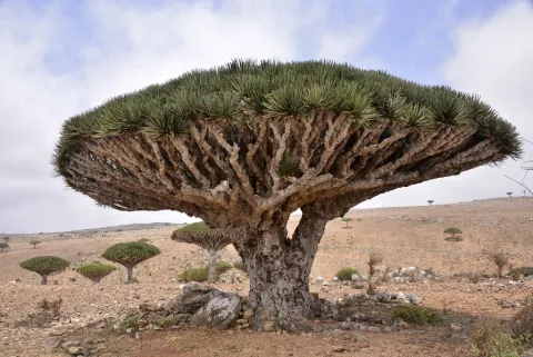 Dracaena cinnabari natuur