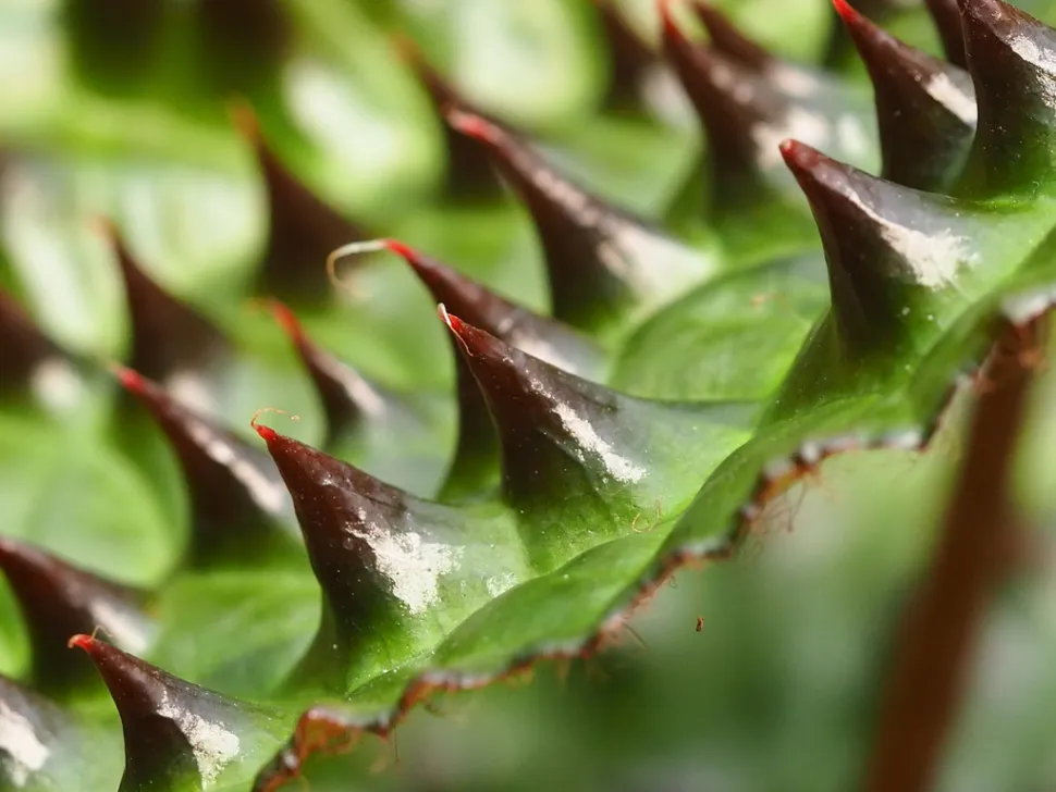 Detail Blatt Begonia ferox