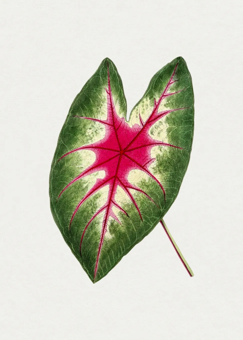 Dibujo de una hoja de Caladium bicolor 'Rosebud