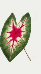 Tegning af et blad af Caladium bicolor 'Rosebud'