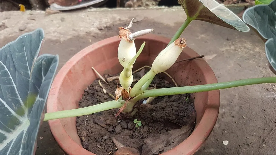 Alocasia ninja bloemen