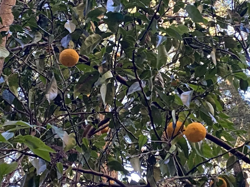 Yuzu-Früchte Citrus junos