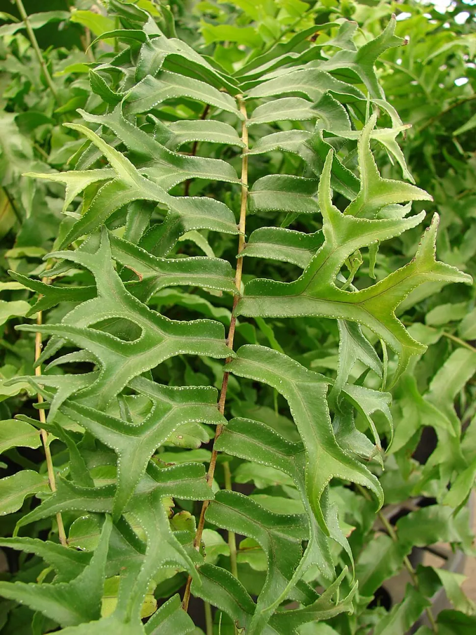 Vissenstaartpunt van Nephrolepis falcata pinnules