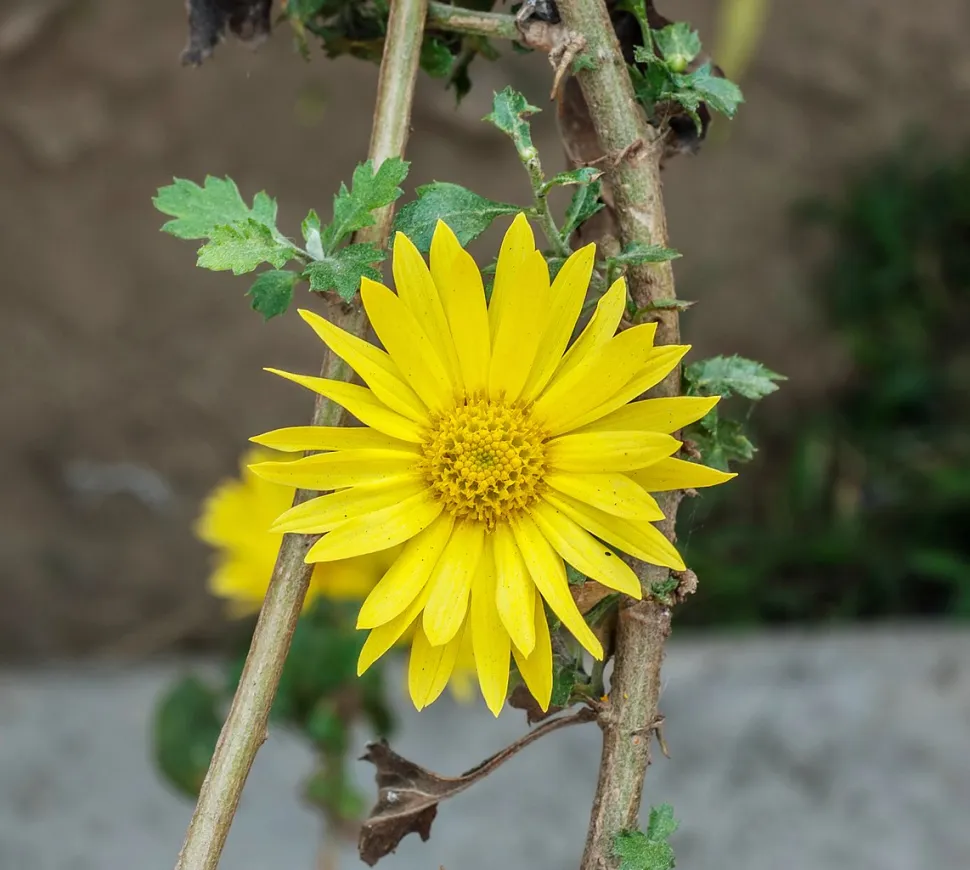 Gelbe Blume Chrysanthemum indicum