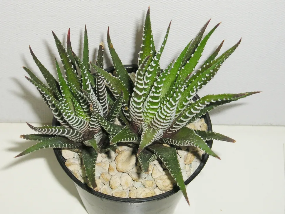 Hawortia fasciata i en potte