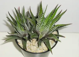 Hawortia fasciata i en potte