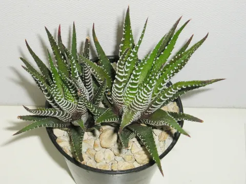 Hawortia fasciata in pot