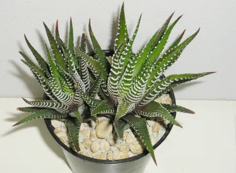Potted Haworthia fasciata