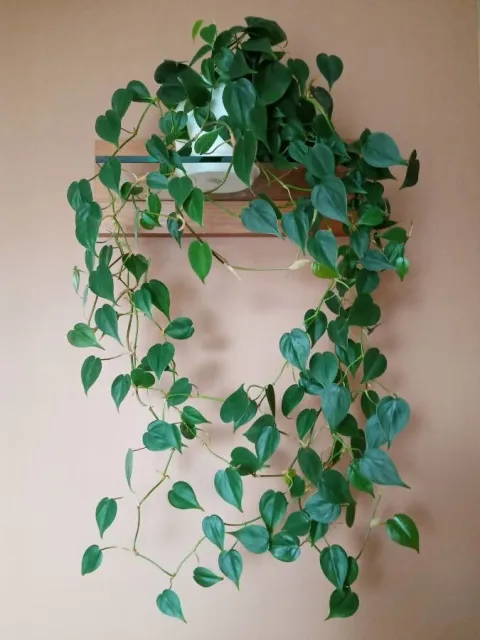 Philodendron hederaceum en suspension