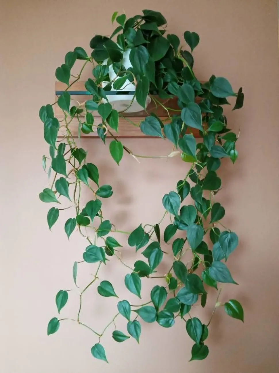 Philodendron hederaceum in einer Hängeampel