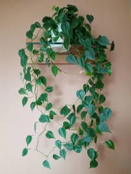 Philodendron hederaceum in suspensie