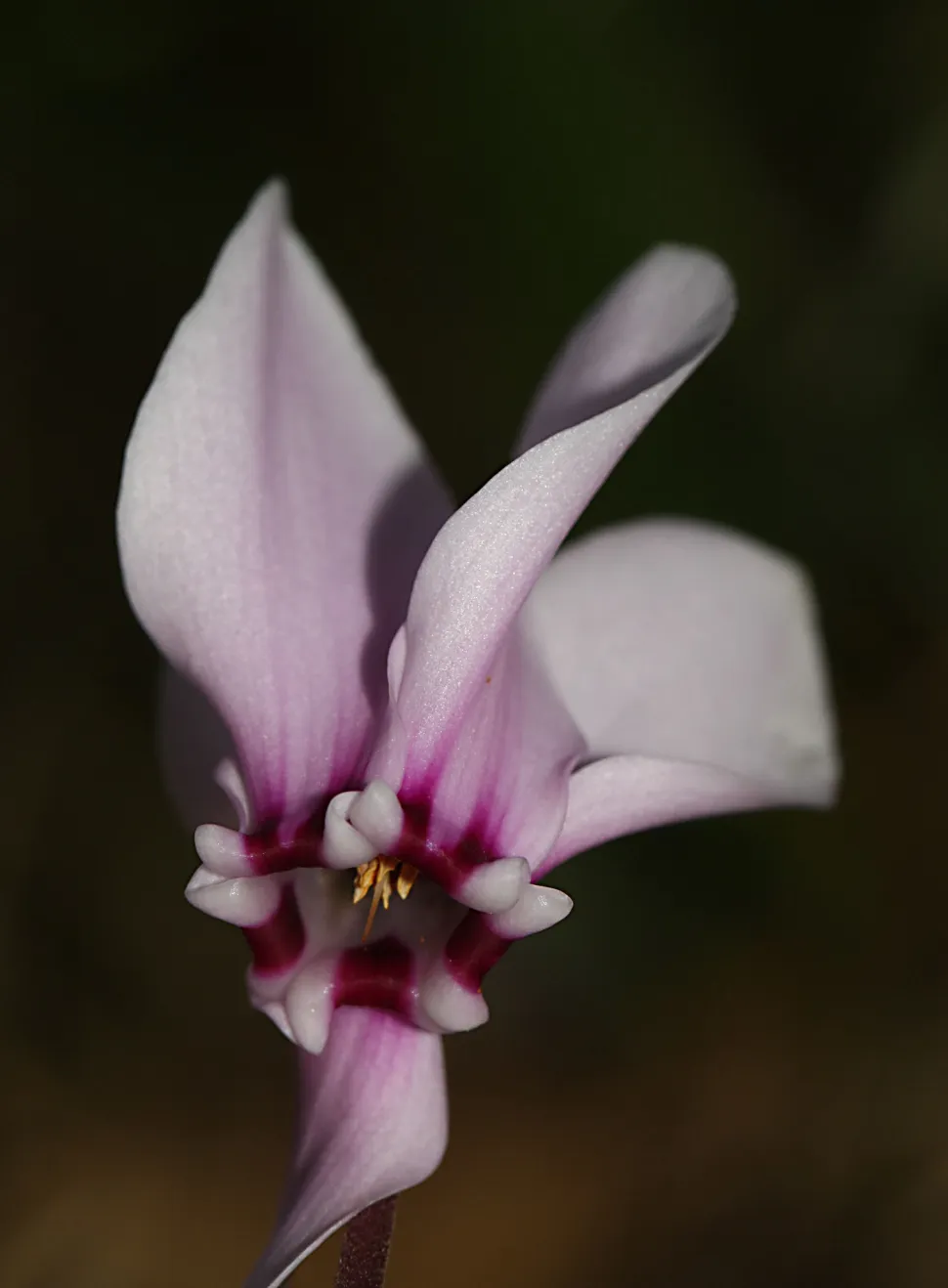 Fiore di ciclamino hederifolium