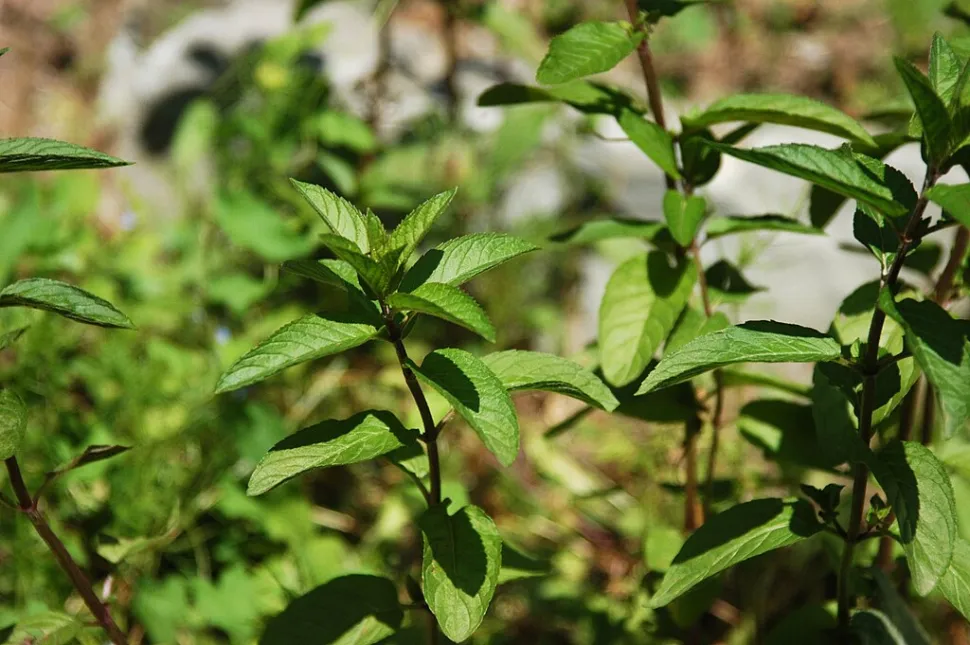 Fogliame di menta piperita