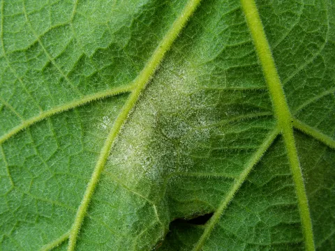Powdery mildew on the underside of a vine leaf