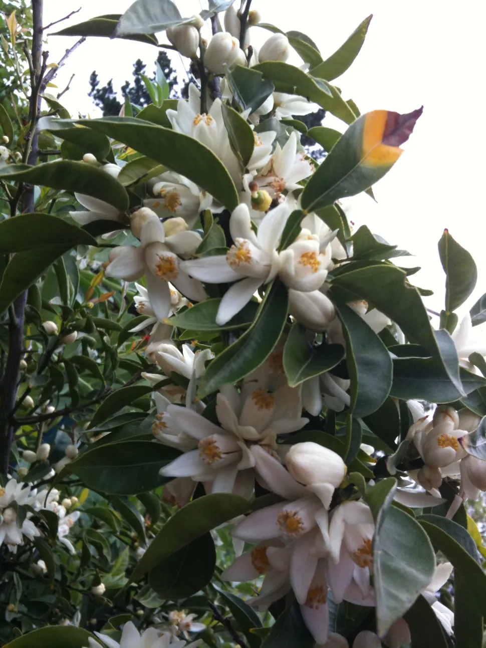 Blumen Citrus junos