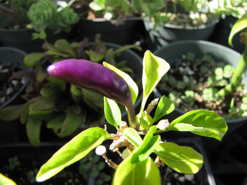Pimento Capsicum annuum roxo
