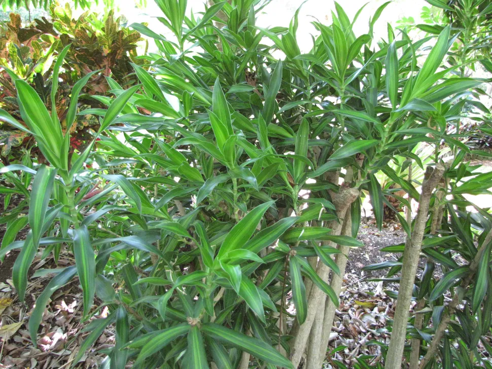 Stamm und Blätter junger Dracaena reflexa