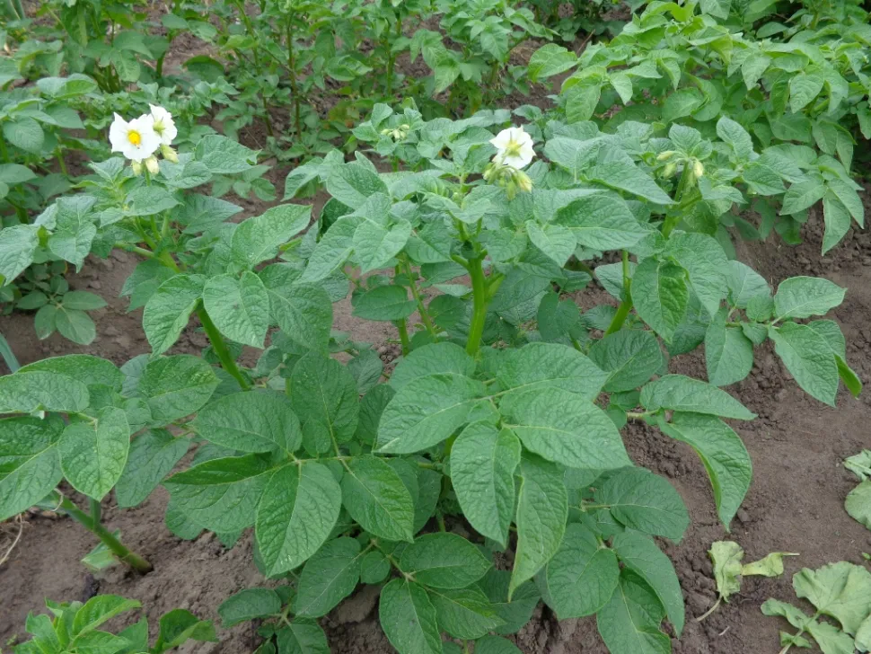 Plants pomme de terre