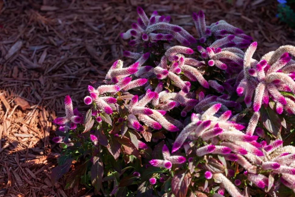Zweifarbige Celosia spicata