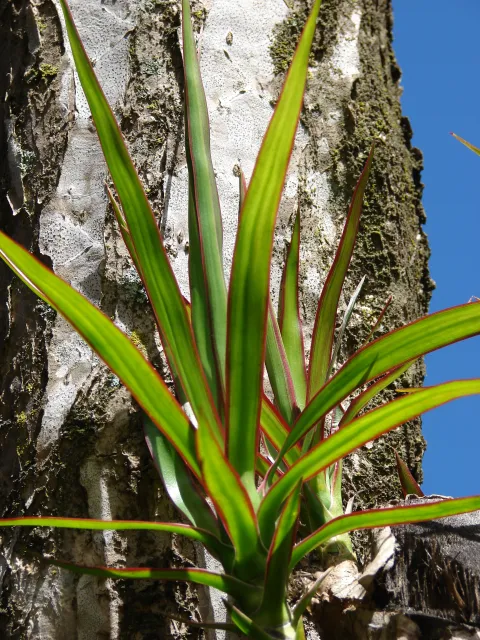 Dracaena reflexa var. angustifolia