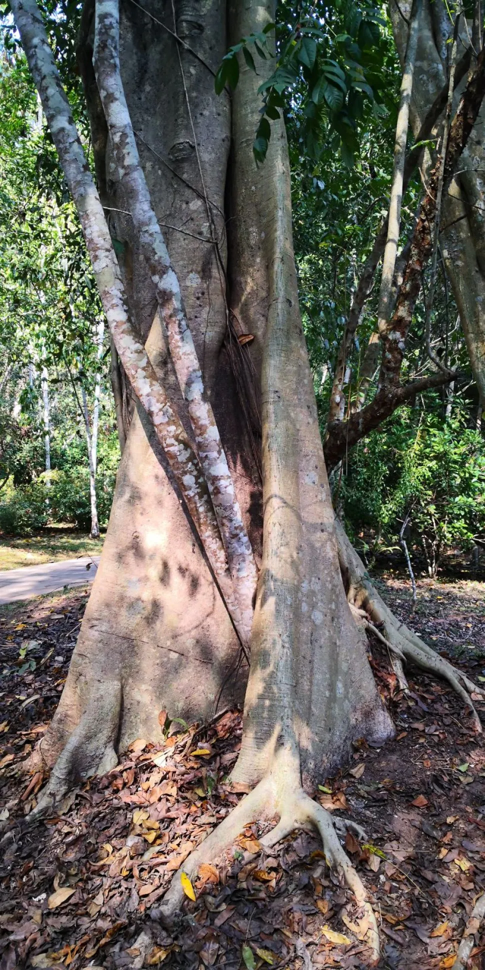 Ficus Maclellandii im Freiland