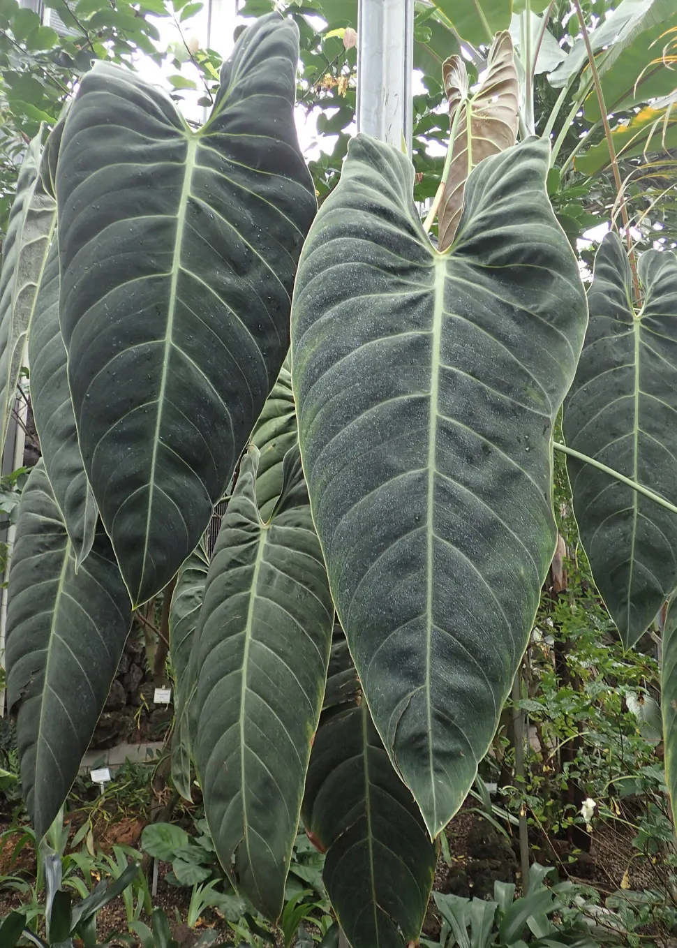 Philodendron melanochrysum bladeren