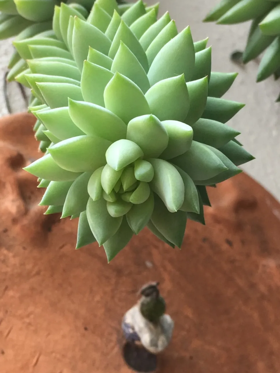 Sedum morganianum roseta de hojas