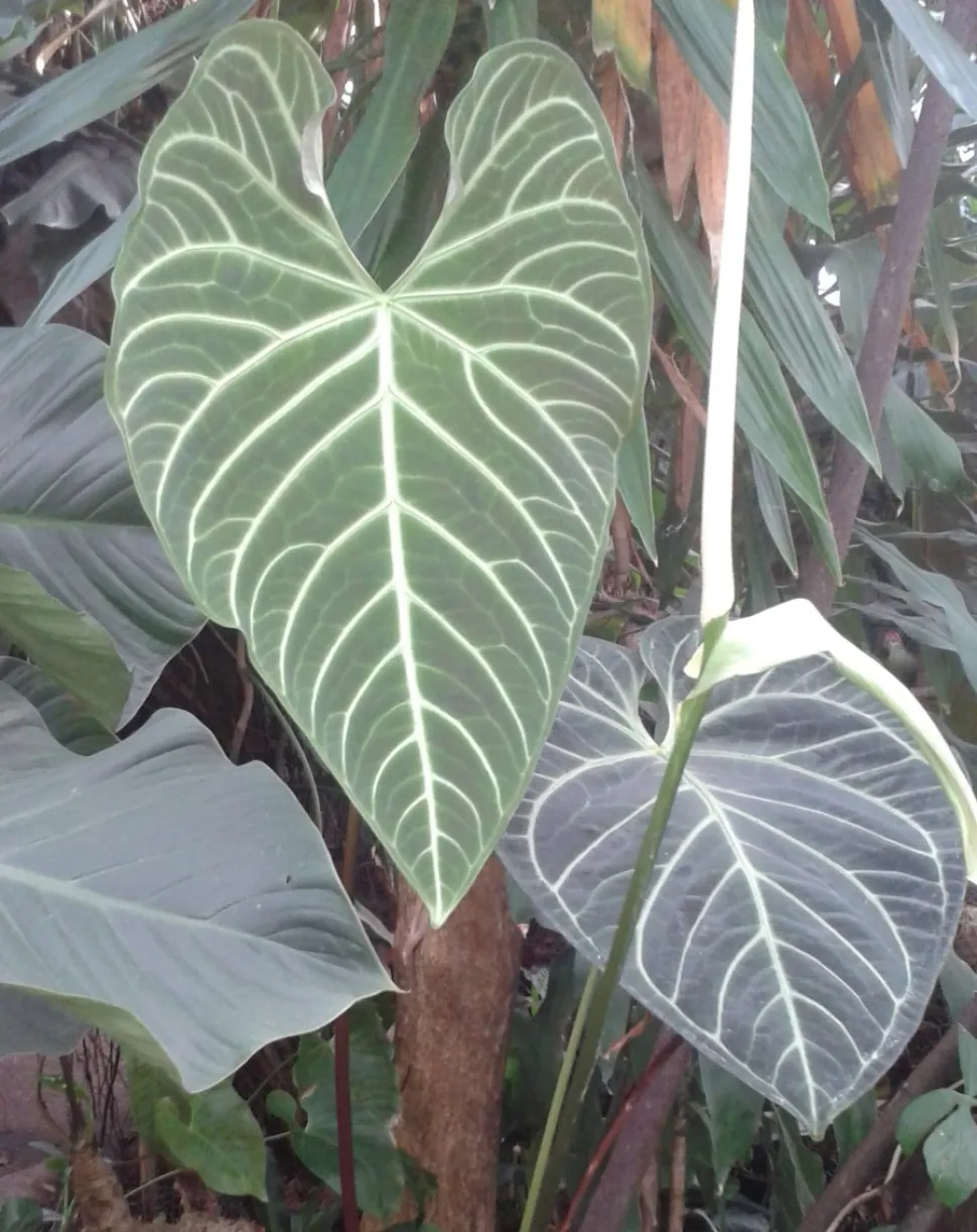 Bladeren en bloem Anthurium regale