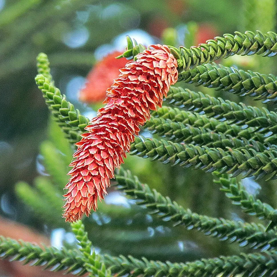 Coni maschili Araucaria columnaris