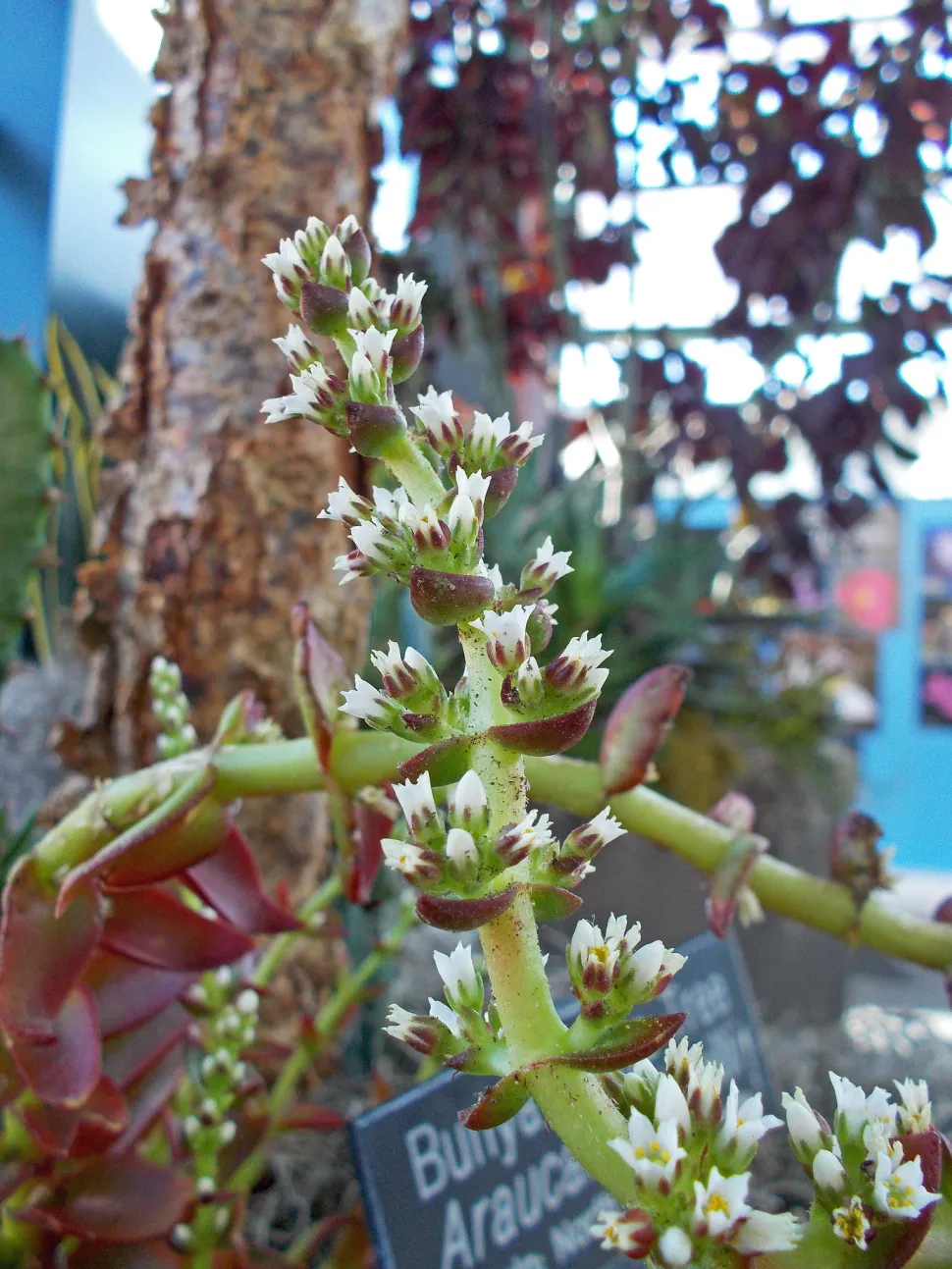 Bloemen van Crassula 'Campfire