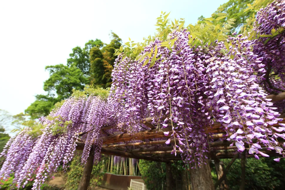 Japanse blauweregen op een pergola