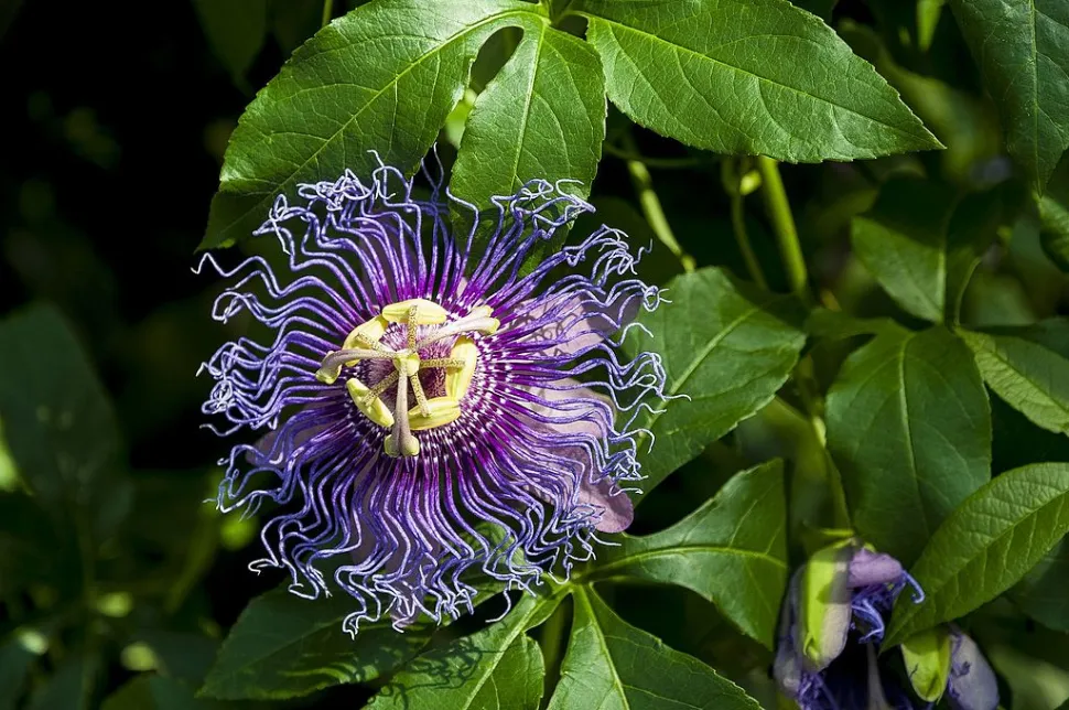 Pasiflora violeta